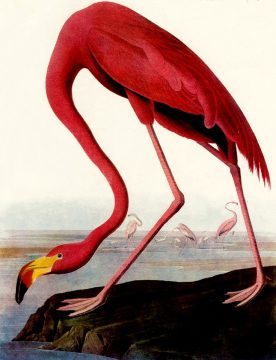 flamingodiagramcutDD 2 5 For Friday July 12
