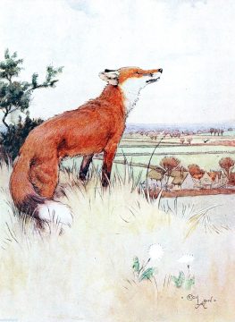 mrfoxcecilaldin Wednesday Reader Nov 15
