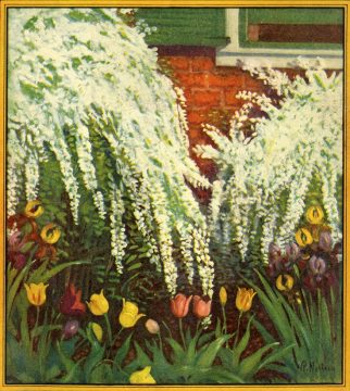 tulipswgitebushDD tulips white bush