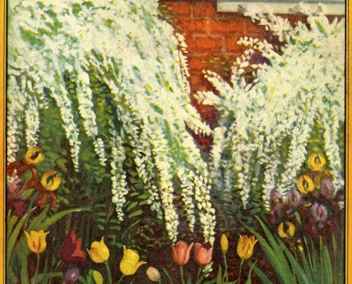 tulips white bush