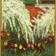 tulips white bush