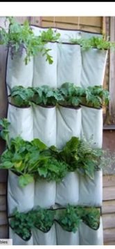 Mini Herb Garden
