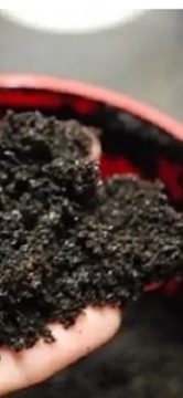 Potting Soil