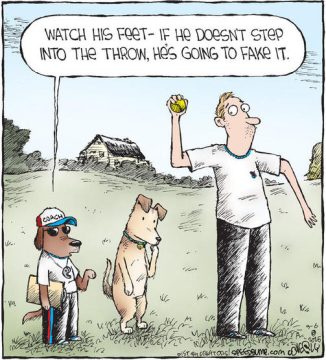 dogs